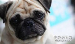 巴哥犬拉稀怎么辦，八哥犬拉肚子怎么辦?