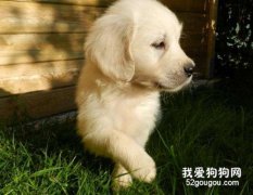 金毛幼犬拉稀不吃東西怎么辦?