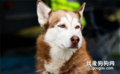 狗狗拉稀為什么要禁食禁水?