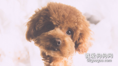 貴賓犬尿不出來要去醫院看看嗎?