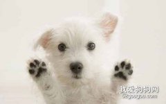 剛出生的小狗感冒怎么辦?