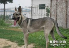 狼青便秘怎么護理，狼青便秘吃什么藥好?