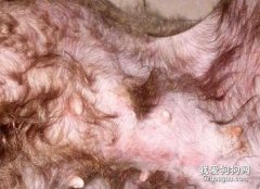 狗狗皮膚病的種類有哪些?