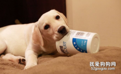 狗吃什么益生菌好？狗狗益生菌的選擇誤區