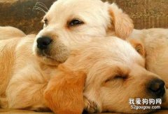 狗狗糞便檢查有哪些內容？