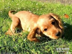 養狗之前要先準備什么呢？