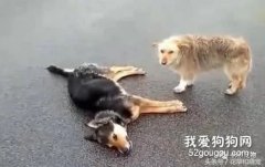 流浪狗街頭被車撞死，其他流浪狗的做法真讓人心碎！