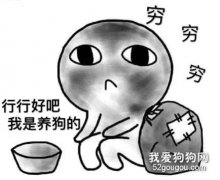 養狗的我，是如何月入100W的