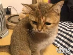 主人看到橘貓臉上一道血印，瞬間不淡定了，以為被砍了一刀，原來……