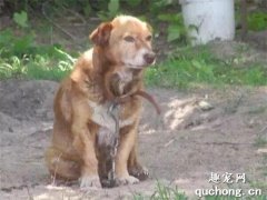 它被鎖住、虐待12年，一生只活了16天