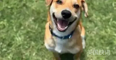 🐶达拉斯宠物领养月开启啦！T恤礼盒等你拿🎁