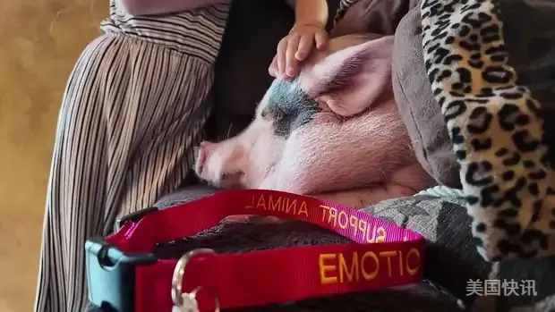 🐷纽约小猪获缓刑！露西暂时不用搬家啦🎉