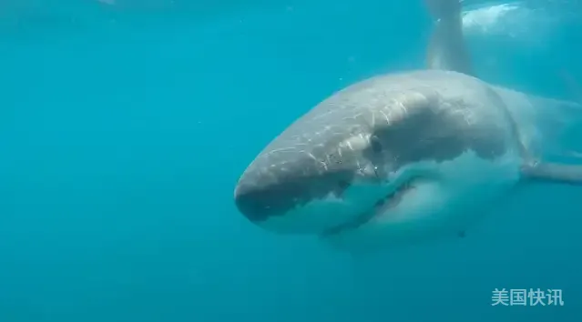 🦈渔船近距离拍到大白鲨！还被海狮赶走了😱