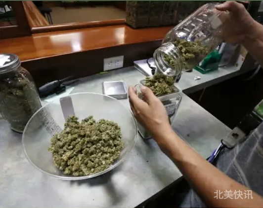 🌿⚖️ 特朗普拟大麻合法化，科学界强调需谨慎监管
