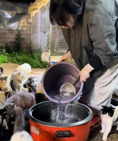 云南27岁女孩为养120只流浪猫 年“蹭”百场婚宴打包剩菜