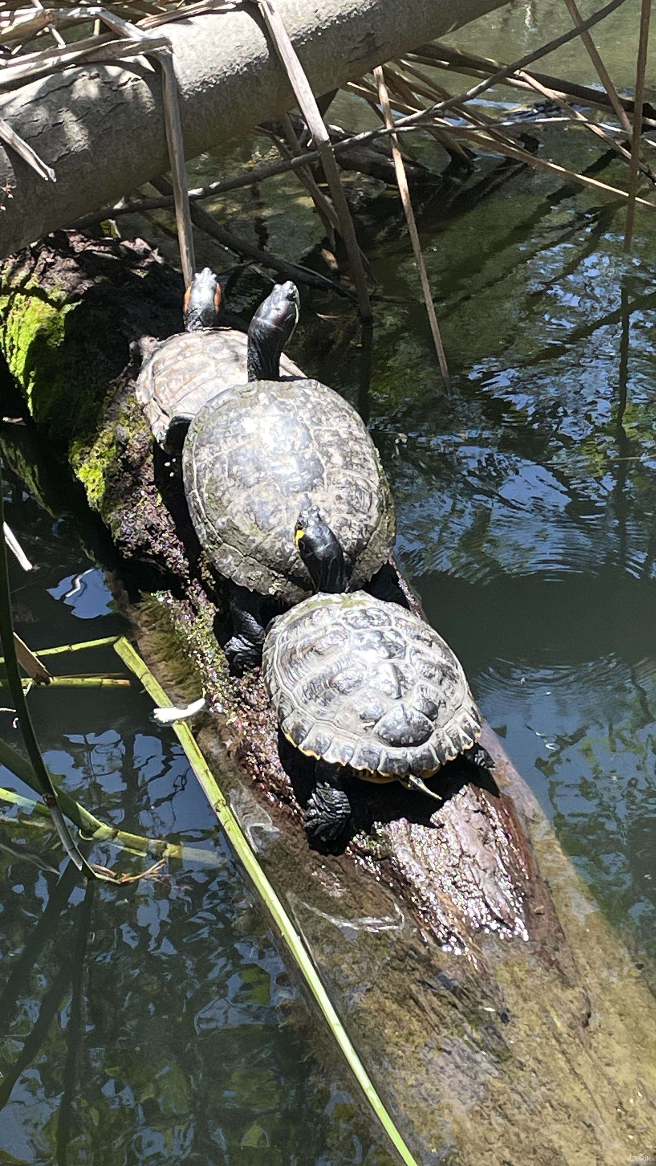 徒步遛娃好去处｜超多🐢🦆🐸🐟！
