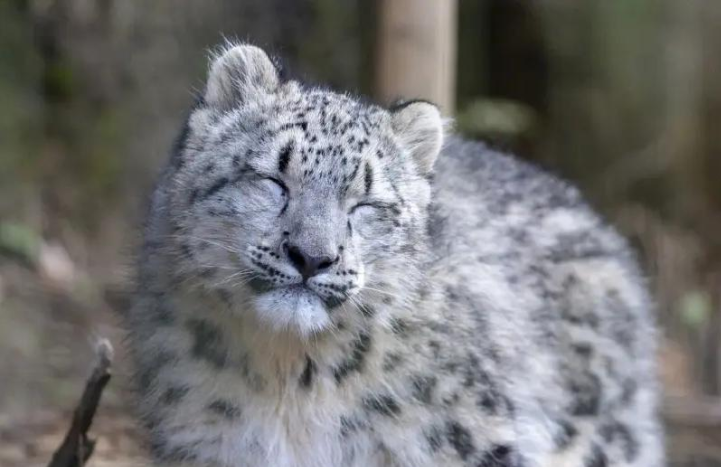 女游客新疆被雪豹咬伤面部，“雪山之王”为何罕见亮獠牙？