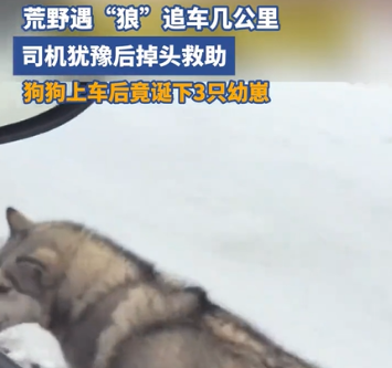 🐺❓冰天雪地遇狗狗狂追几公里！一上车就给了个