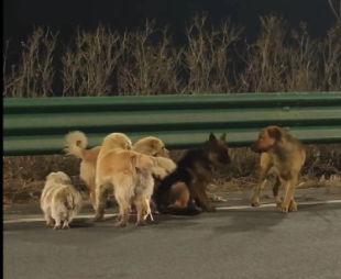 🐕 17公里生死归途！7只家犬疑似被偷后集体逃脱