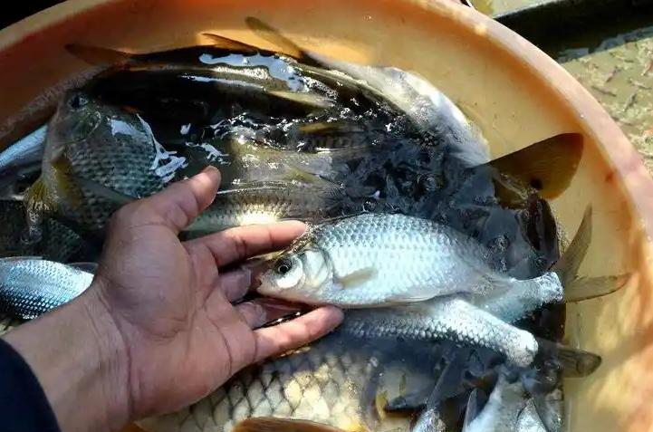 🐟 央视曝光“活鱼麻醉”黑幕！临沂水产市场被立案调查