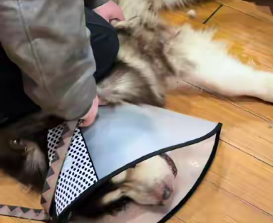 😭 百斤阿拉斯加咬残7旬父亲，主人含泪安乐死却遭网暴！