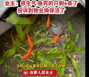 😱 保洁把古法鱼缸当拖把池！几十条鱼只剩6条