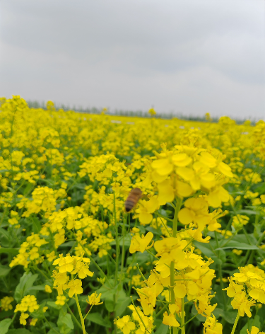 🚌 春游大巴转了一圈回到原点！小男孩下车崩溃大哭