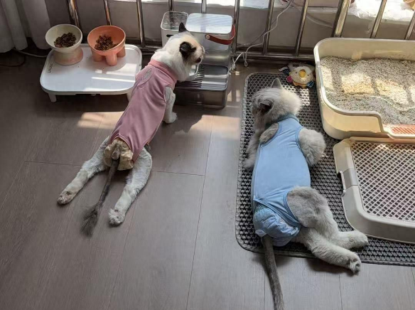 🐱 数千只猫咪集体瘫痪，“伯纳瘫”疑云笼罩国产高端猫粮