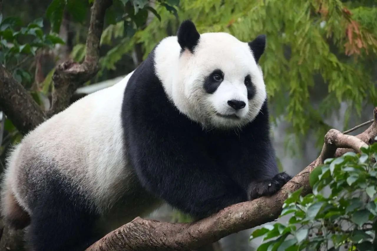 双语阅读英语科普文章|熊猫：中国的活宝与进化奇迹