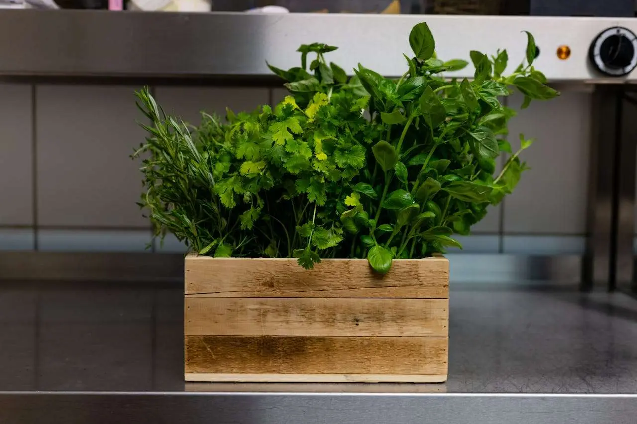 水滴英语小短文，用阅读记住10000单词（香料植物类主题 bouquet garni香料束，高效记单词）