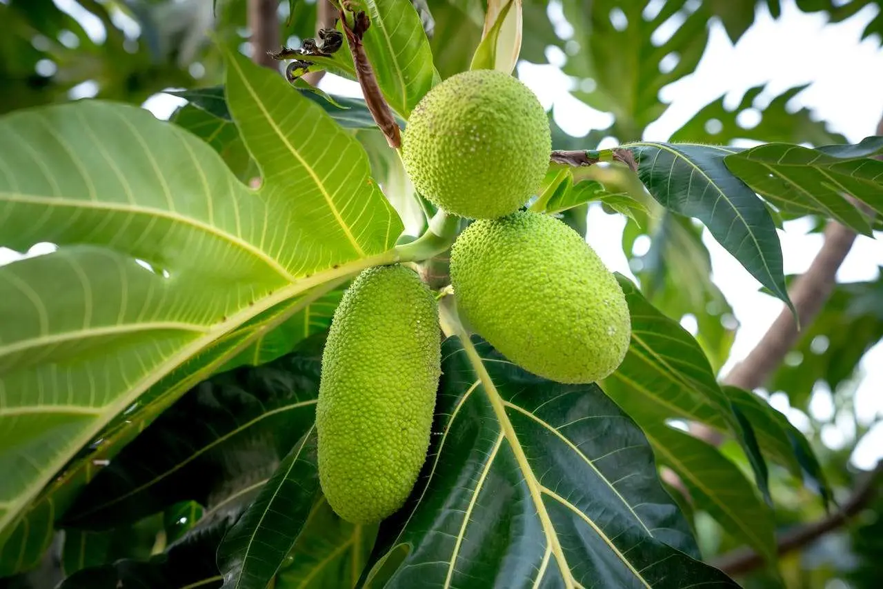 水滴英语小短文，用阅读记住10000单词（蔬菜类主题 breadfruit 面包果，高效记单词）