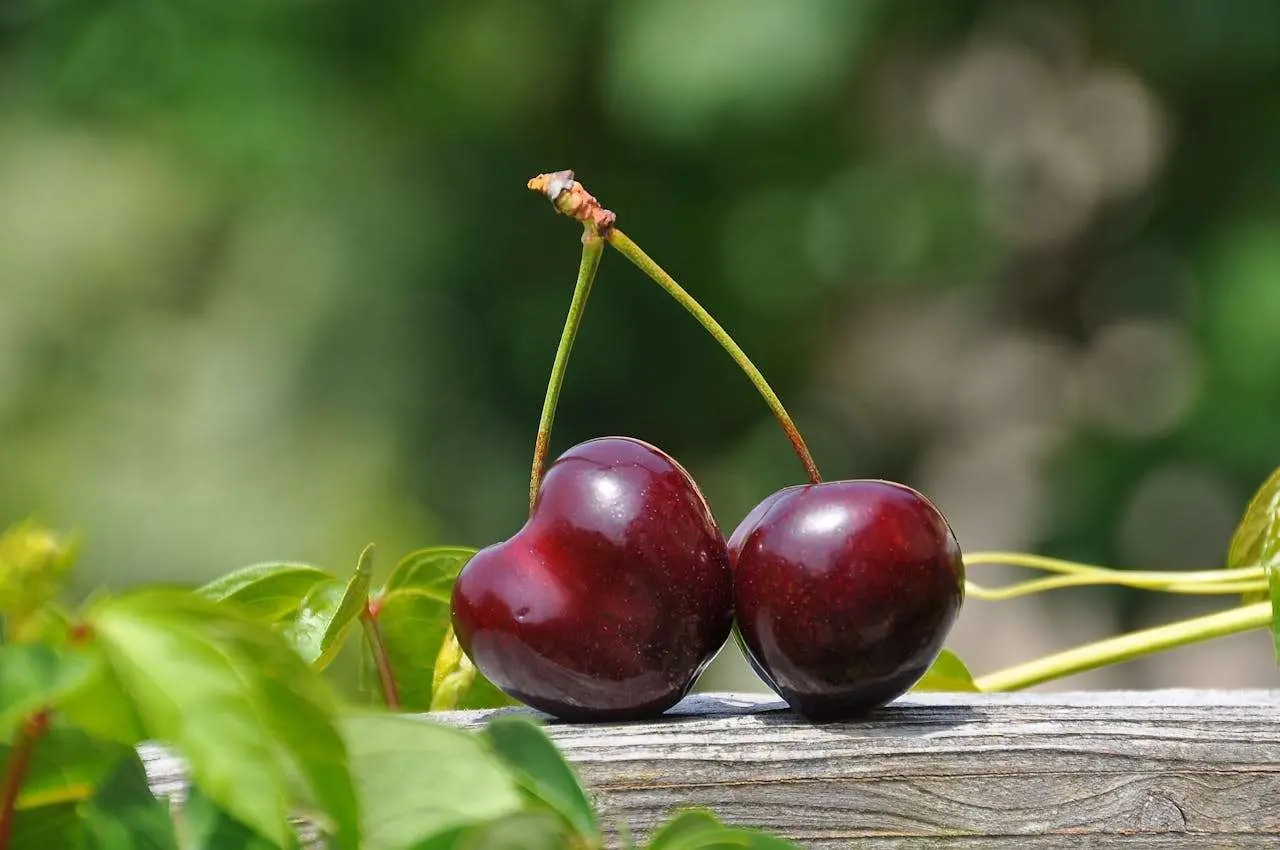水滴英语小短文，用阅读记住10000单词（水果类主题 cherry 樱桃，高效记单词）