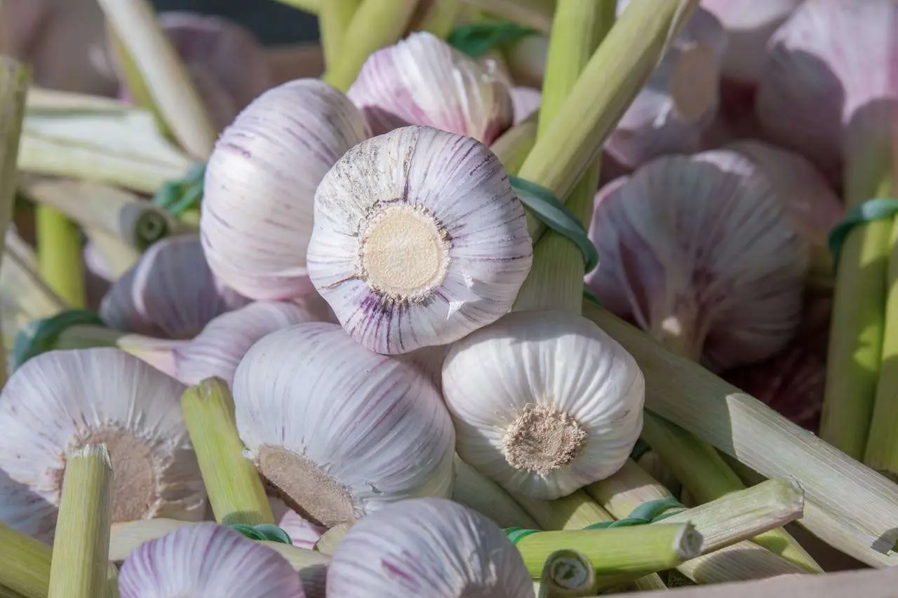 水滴英语小短文，用阅读记住10000单词（蔬菜类主题 garlic 大蒜，高效记单词）