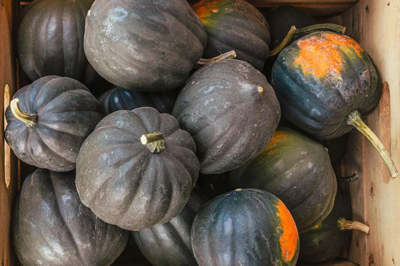 水滴英语小短文，用阅读记住10000单词（蔬菜类主题 button acorn squashes 小橡子南瓜，高效记单词）