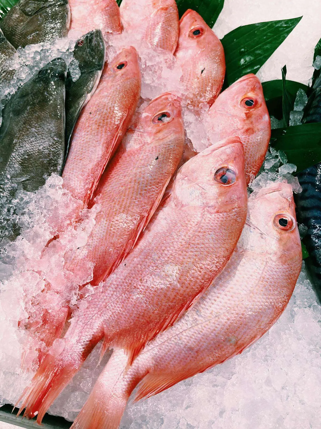 水滴英语小短文,用阅读记住10000单词（海鲜主题sea bream鲷鱼,高效记单词）