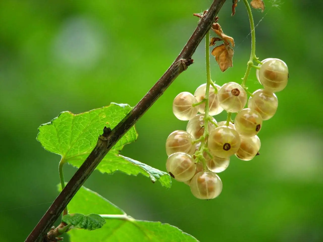 水滴英语小短文，用阅读记住10000单词（水果类主题 white currant 白醋栗，高效记单词）