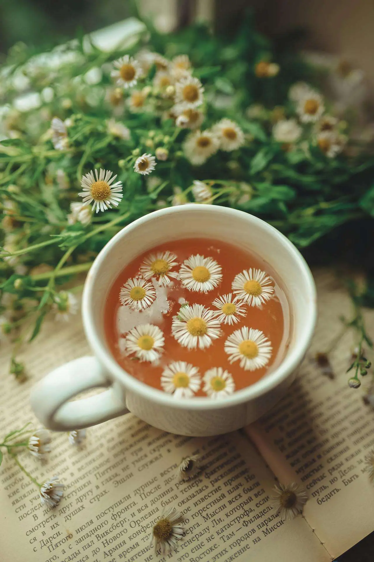 水滴英语小短文，用阅读记住10000单词（茶叶类主题 chamomile tea 洋甘菊茶，高效记单词）