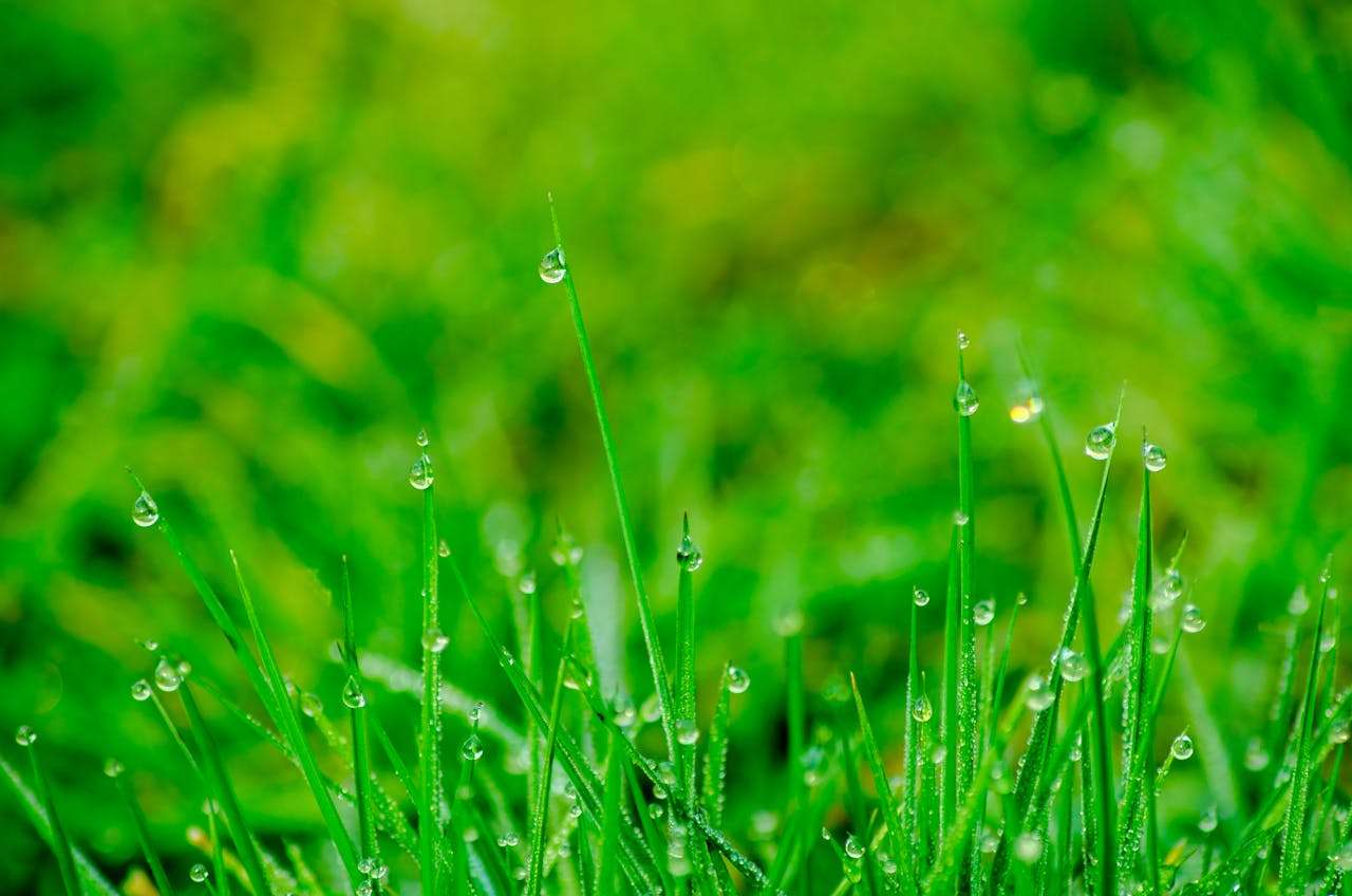 用英语讲中国传统文化｜二十四节气系列：雨水——春雨的恩赐