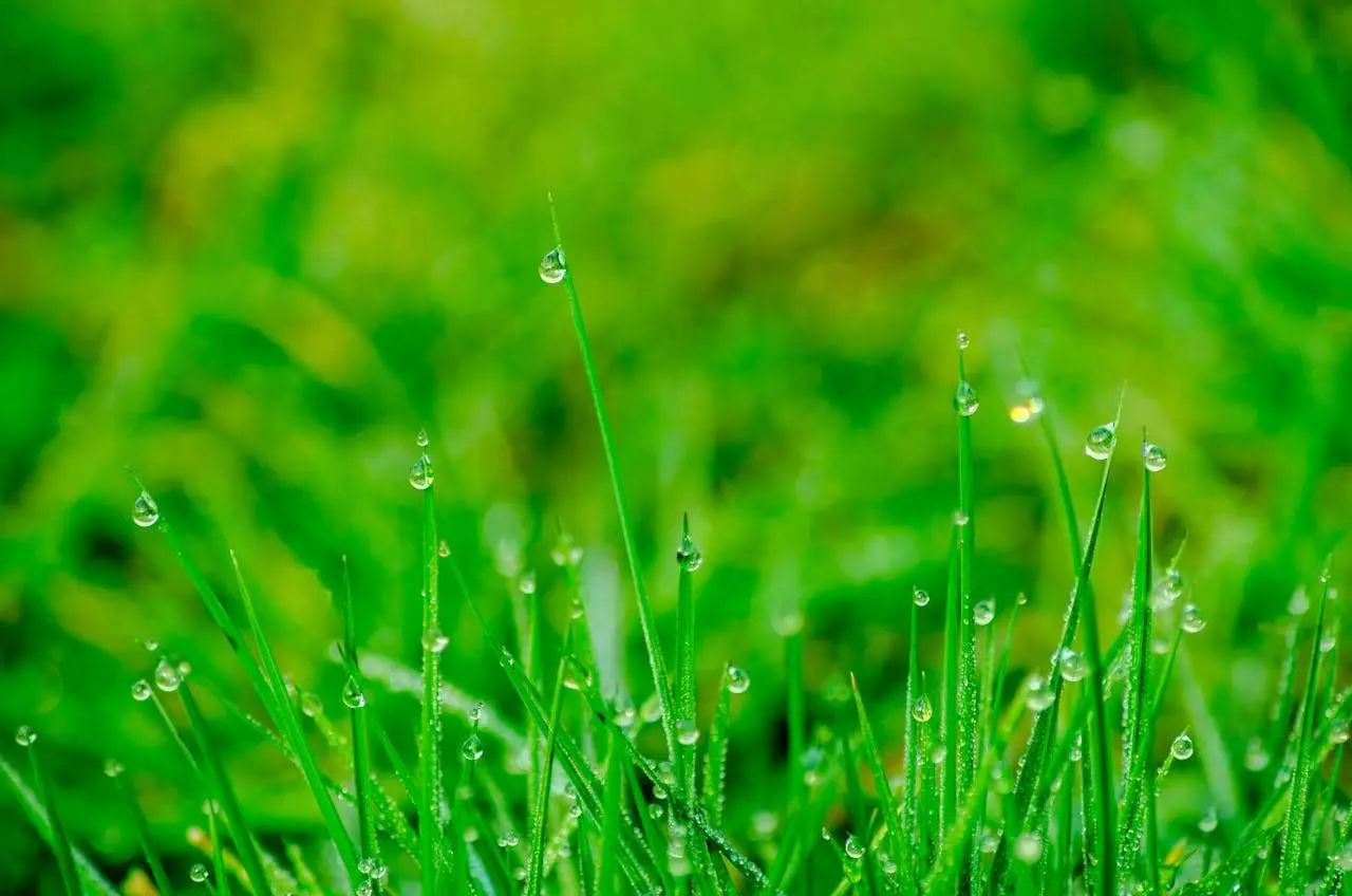 用英语讲中国传统文化｜二十四节气系列：雨水——春雨的恩赐