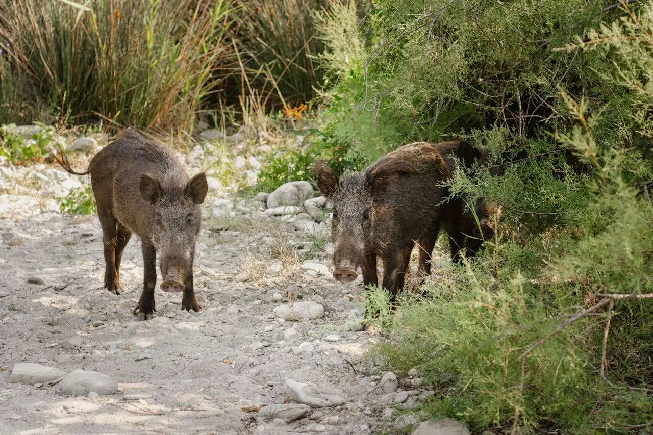水滴英语小短文,用阅读记住10000单词（肉类主题wild boar野猪肉,高效记单词）