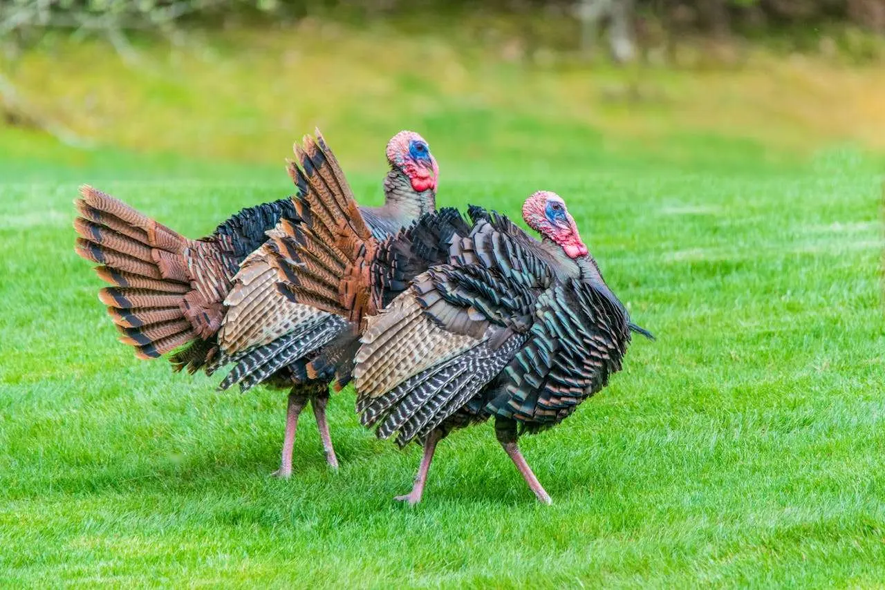 水滴英语小短文,用阅读记住10000单词（肉类主题turkey火鸡肉,高效记单词）