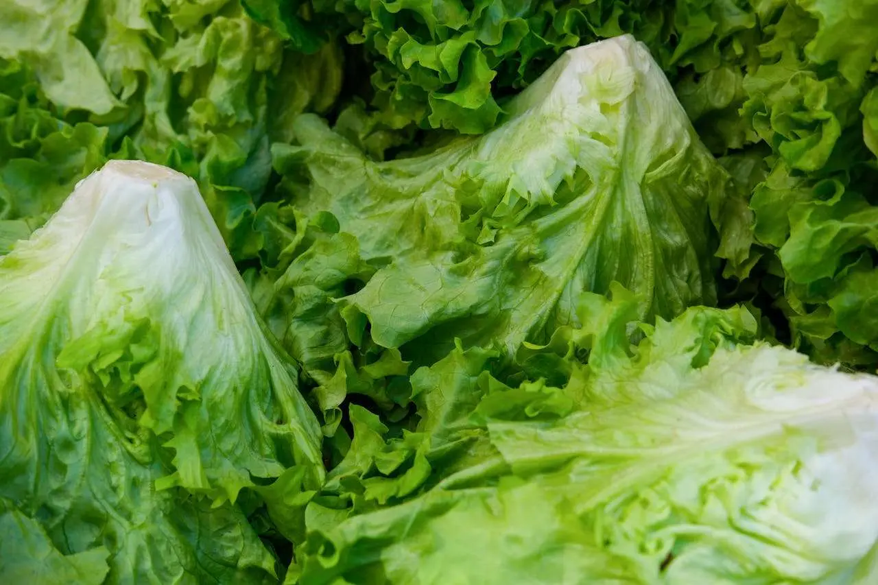 水滴英语小短文，用阅读记住10000单词（蔬菜类主题 romaine lettuce 罗马生菜，高效记单词）