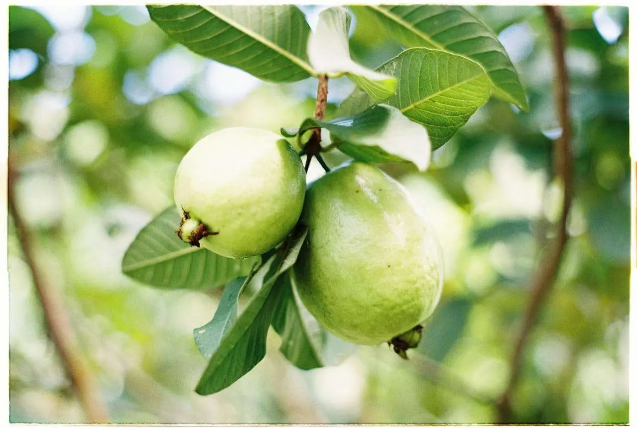 水滴英语小短文，用阅读记住10000单词（水果类主题 guava 番石榴，高效记单词）