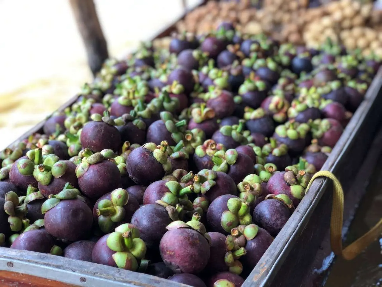 水滴英语小短文，用阅读记住10000单词（水果类主题 mangosteen 山竹，高效记单词）