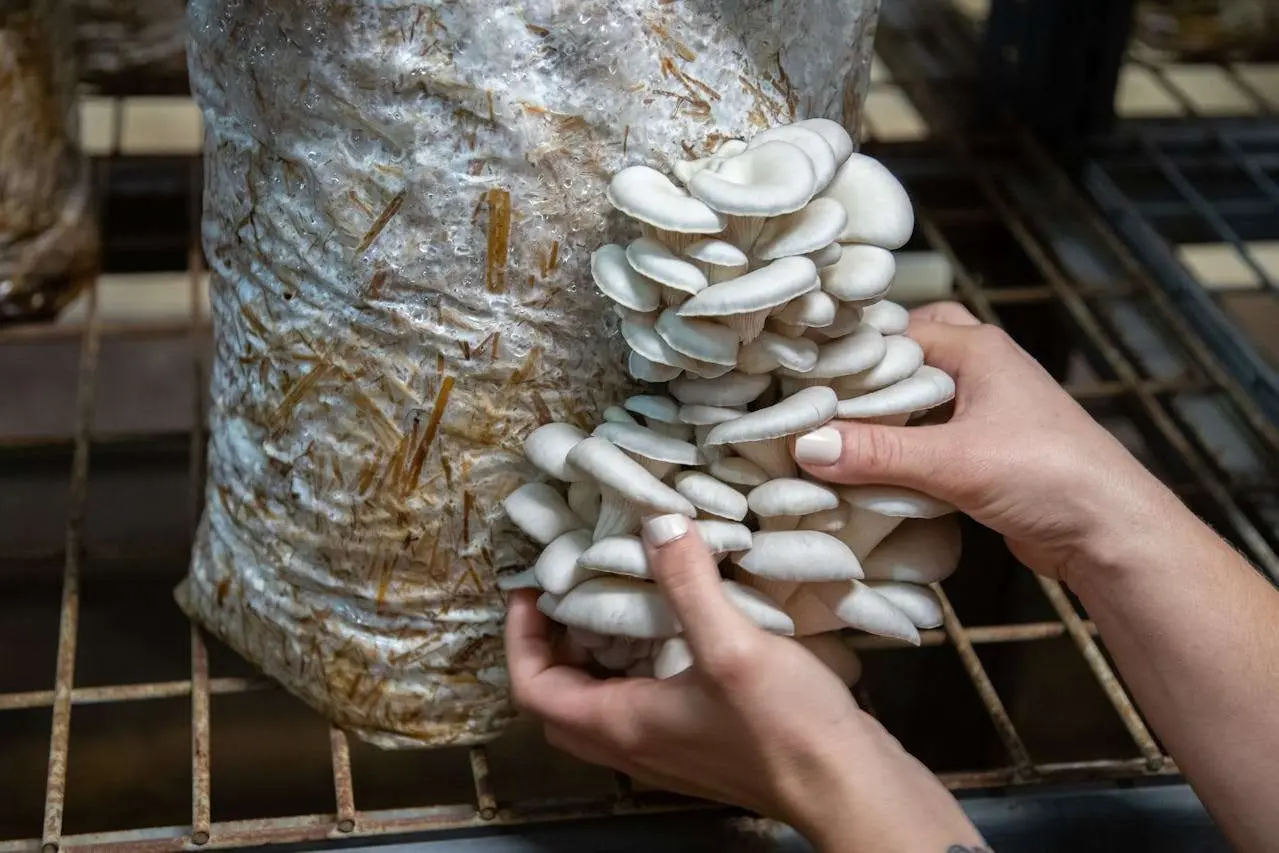 水滴英语小短文，用阅读记住10000单词（蔬菜类主题 oyster mushrooms 蚝蘑菇/平菇，高效记单词）