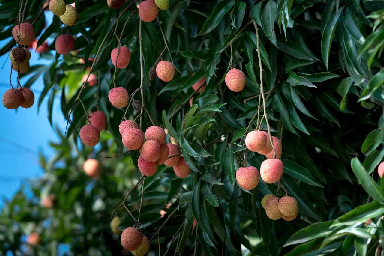 水滴英语小短文，用阅读记住10000单词（水果类主题 lychee 荔枝，高效记单词）
