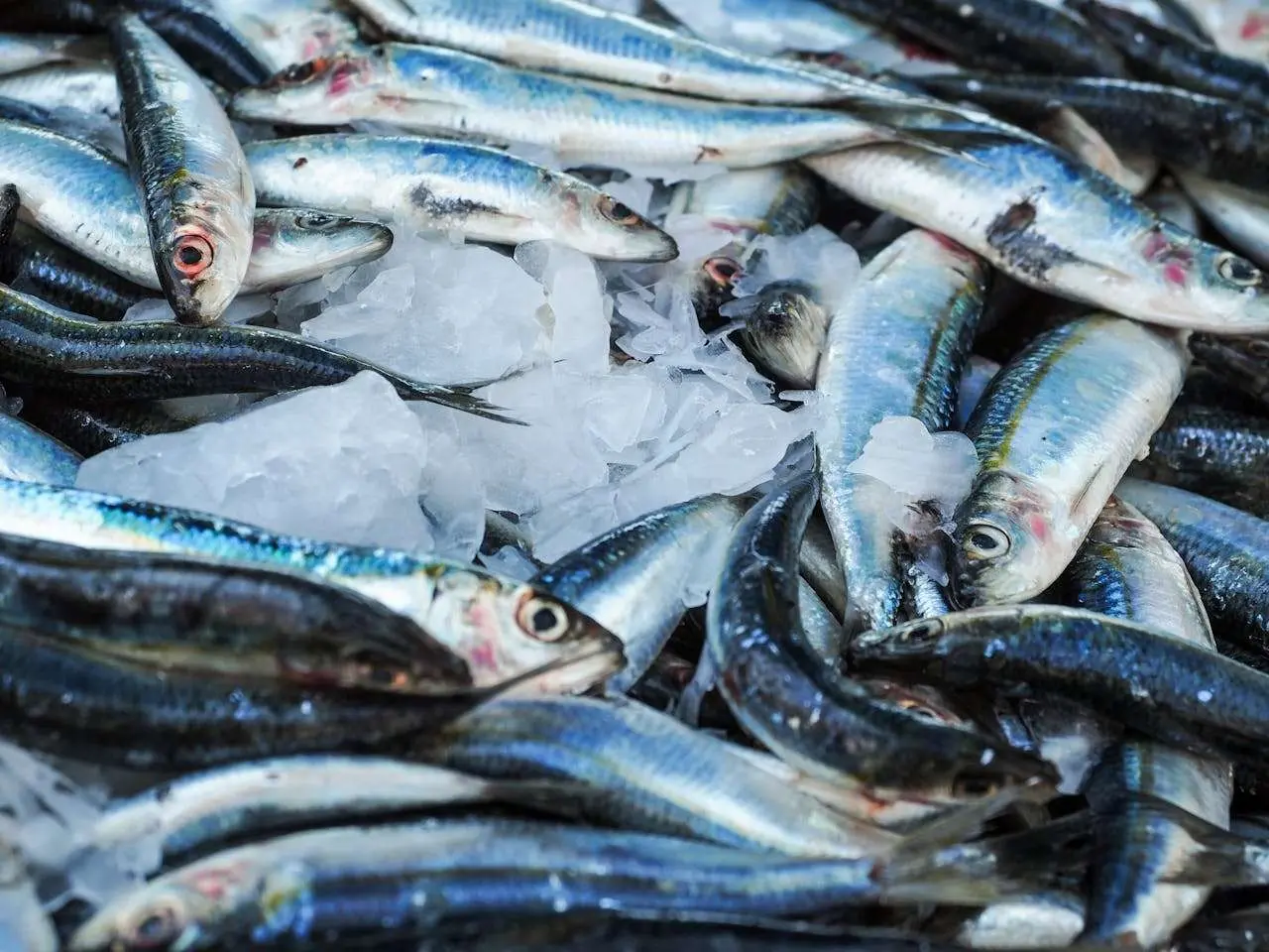 水滴英语小短文，用阅读记住10000单词（鱼类主题 sardines 沙丁鱼，高效记单词）