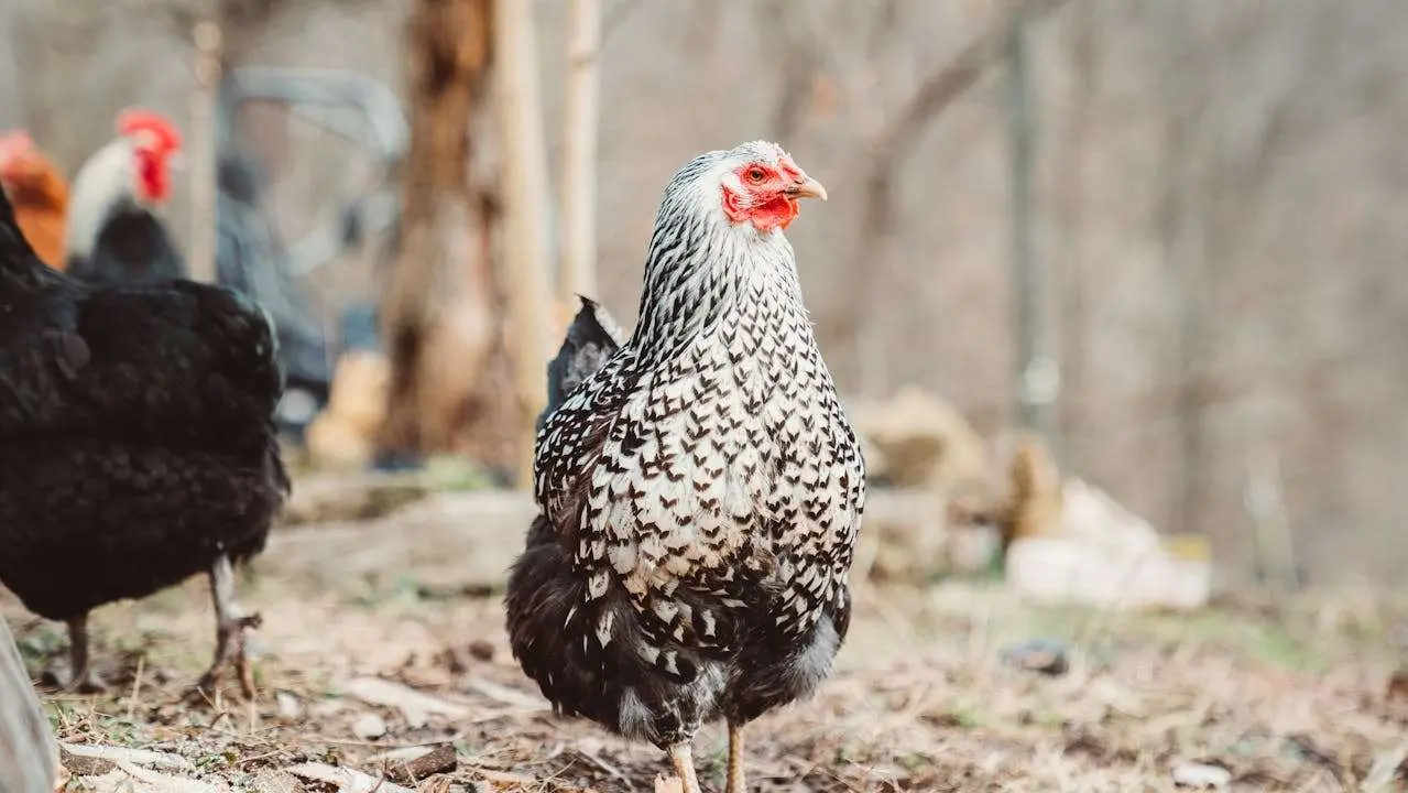 水滴英语小短文,用阅读记住10000单词（肉类主题chicken free-range散养鸡,高效记单词）