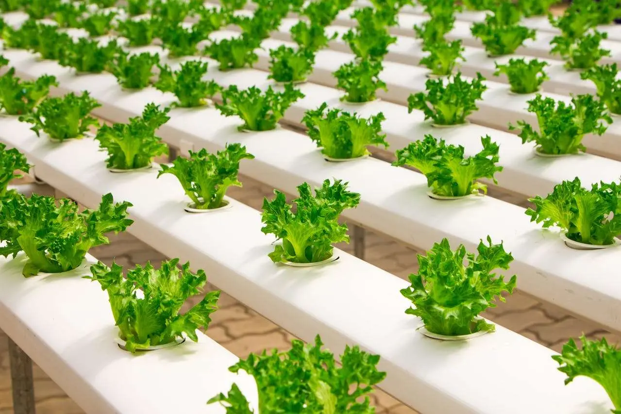水滴英语小短文，用阅读记住10000单词（蔬菜类主题little gem小宝生菜，高效记单词）