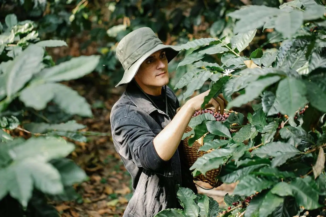 水滴英语小短文，用阅读记住10000单词（水果类主题 to pick 采摘，高效记单词）